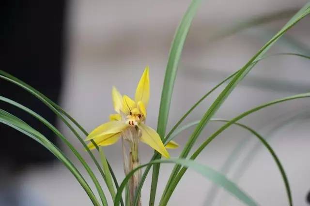 空谷幽蘭，花開兩面，細數9種常見蘭花- 淘寶海外