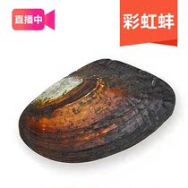 Happy jewelry light color Edison single bead (Rainbow mussel) live open mussel to get pearls