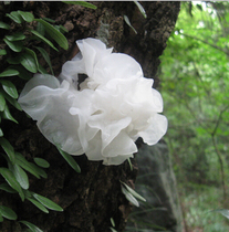Pregnant women and childrens new natural basswood wild Tongjiang white fungus snow ear white fungus dry goods glutinous gum more viscous
