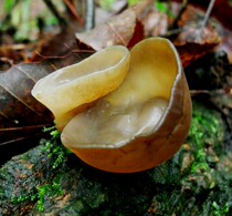 500g wild small Bowl ear black fungus dry goods wild fungus super big river basswood wood fungus waxy sulfur-free