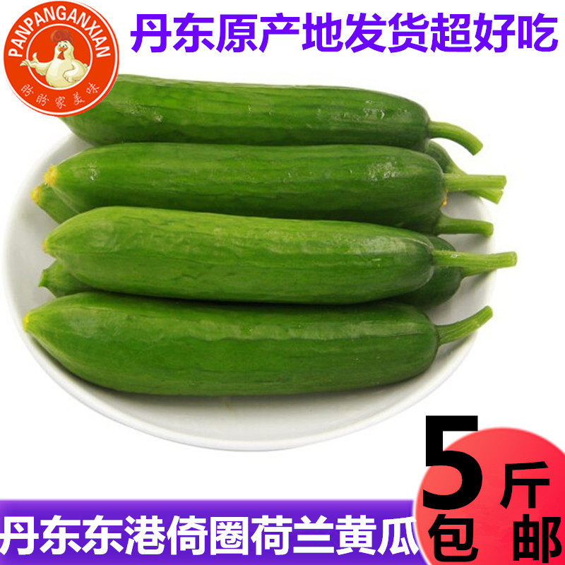 Dandong Donggang Denh Harbor Delard Fruit Cucumber fresh drought cucumber 5 kg