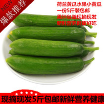Dandong specialty fruit cucumber Dutch cucumber fresh dry cucumber 5 pounds