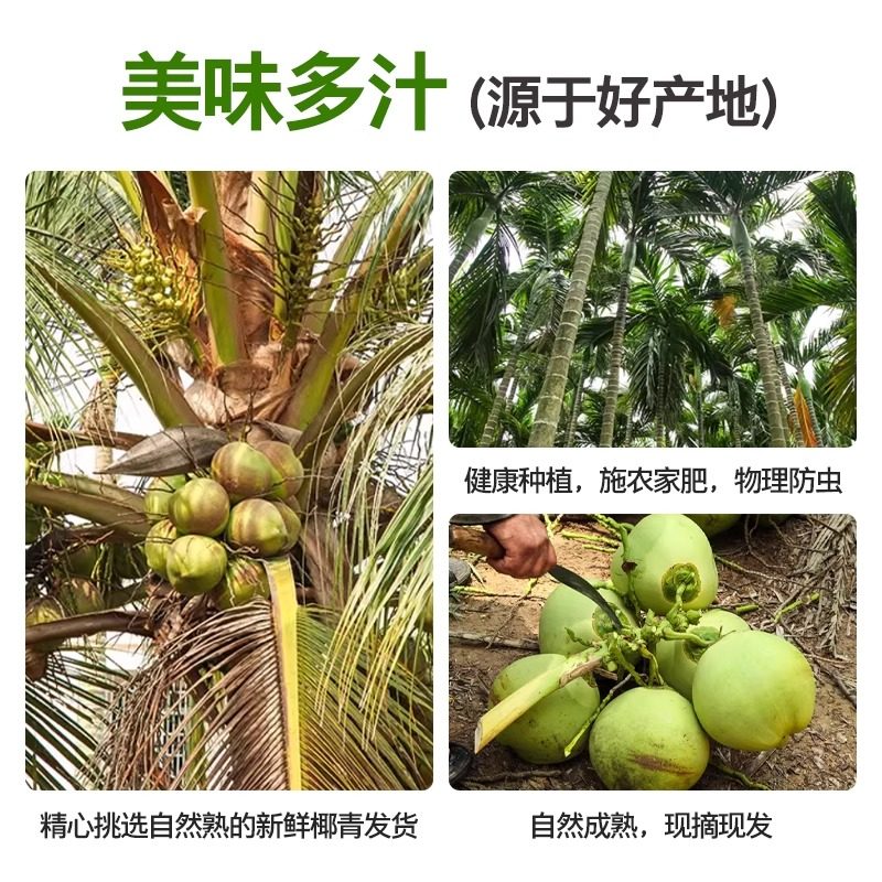 海南文昌椰青大椰子椰皇:孕妇最爱的新鲜水果,甜椰青的秘密武器!-椰青-淘宝百科网