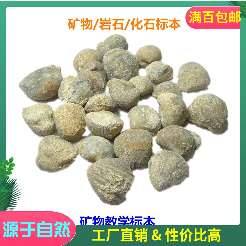 Haoyu Stone Fidelity Hummingbird Shellfish Shellfish Raw Stone Specimen Teaching Paleontology Single Price Calculation