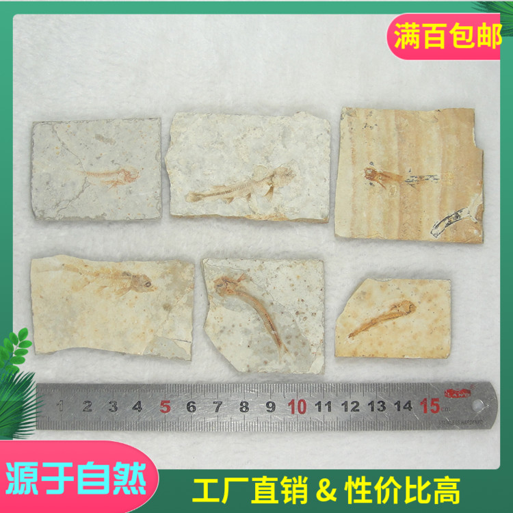 Promo Fidelity Wolffin Fossil Specimen Paleozoic Fossil Teaching Specimen Single Price