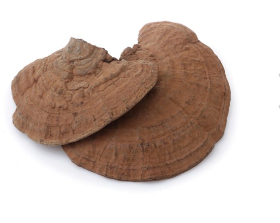 New goods Changbai Mountain flat cover Ganoderma lucidum tree tongue Ganoderma lucidum wild old dried beef