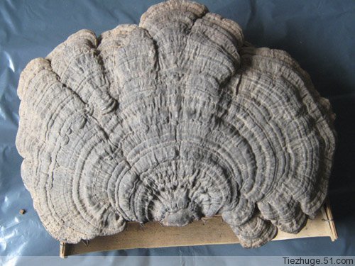 500g Northeast Changbai Mountain Ganoderma Lucidum Tongue Old Beef Dried Flat Cover Ganoderma Lucidum White Ganoderma Lucidum