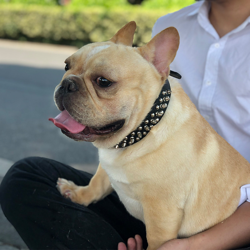 Dog Item Circle Small and Medium Dog Neck Reared Dog Supplies Farfight Items Ring Anti Bite Bulldog Snownery Rivet Neck Ring-Taobao