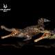 Authentic Haolonggu Emperor Crocodile Early Cretaceous African Ancient Extinct Animal Toy Plastic Model Ornament 1/35