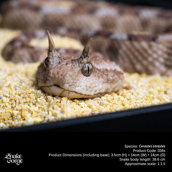 Authentic Snakegorge Thousand Snake Valley Corner Viper Venomous Snake Resin Figurine Statue Scene Model Crafts Ornament