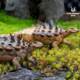 Hao Longgu Gaston Dragon Ankylosaurus Toy Jurassic Dinosaur Animal Figure Model Gift Pvc Ornament 1/35