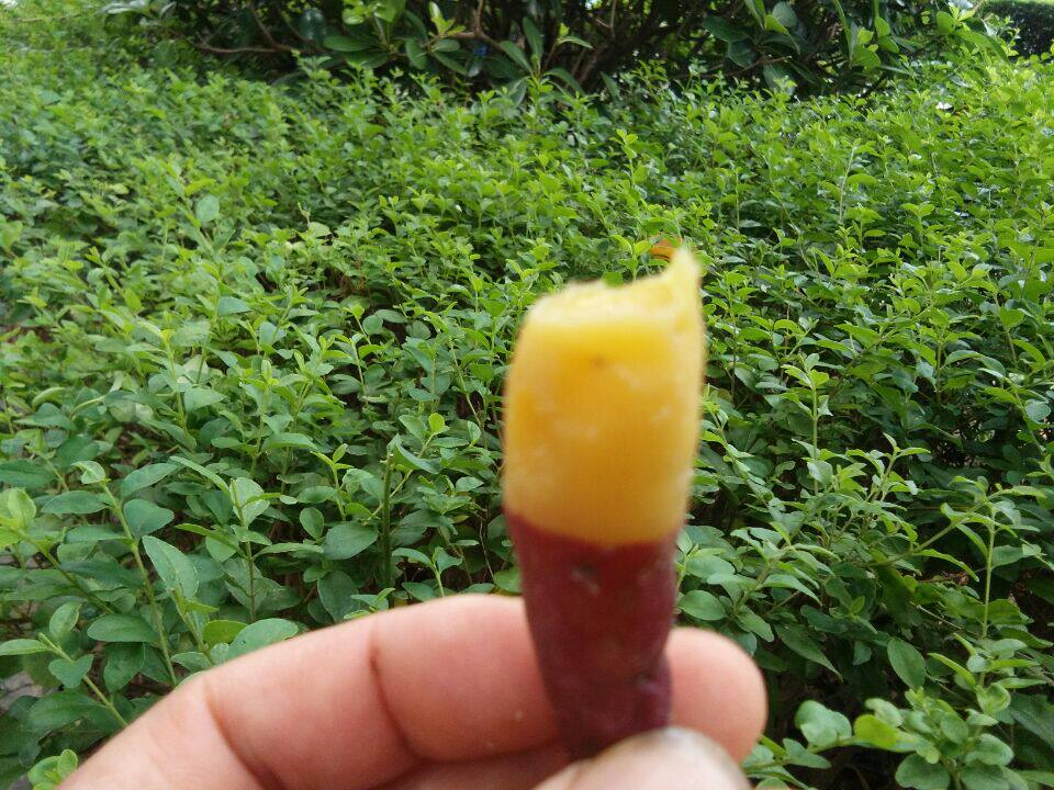 Tianmu Mountain small sweet potato small fresh sweet potato mini-sweet potato Potato Potato potato Potato Found to be sold for 5 catties