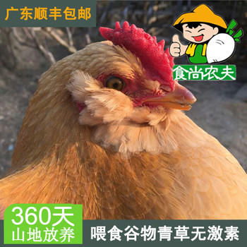 Hormone-free, antibiotic-free free-range chickens fed by farmers