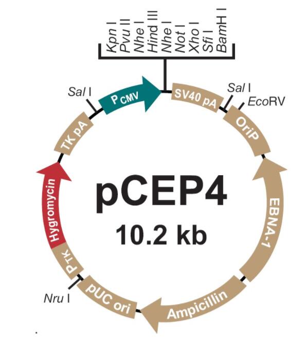 pCEP4 表达载体 EBNA-1 oriP