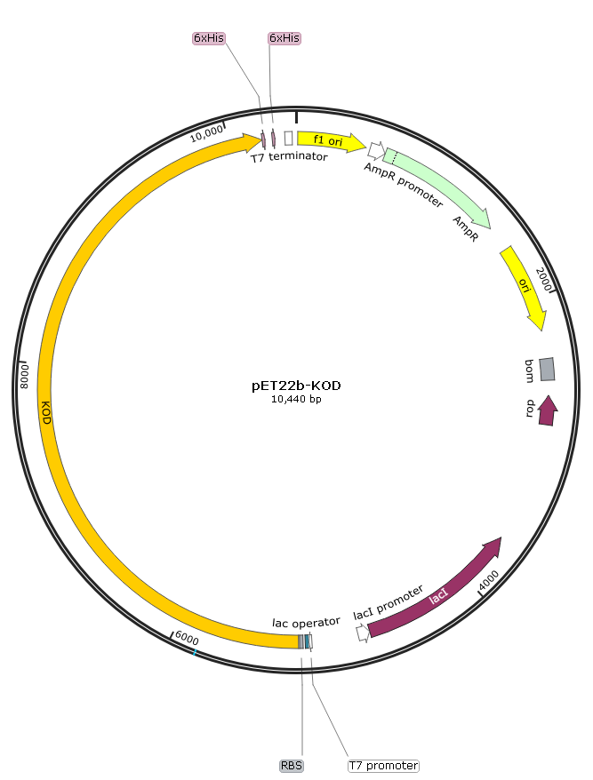pET22b-KOD PCR扩增酶表达载体pAKTaq质粒宝 Pfu phusion
