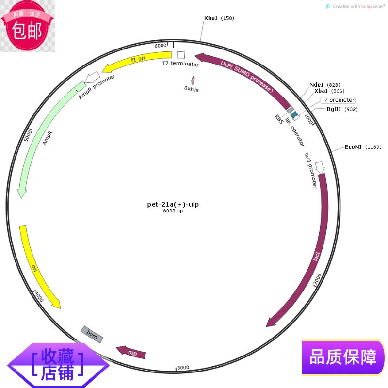 pET21a-ULP SUMO protease 切除SUMO的蛋白酶表达载体