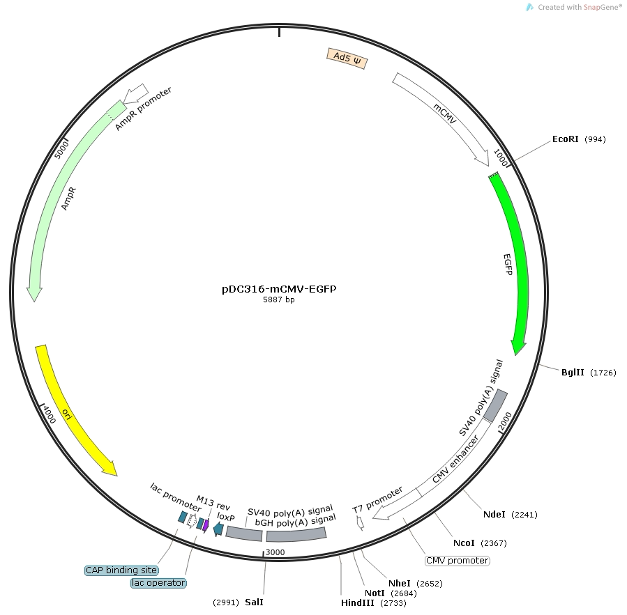 Pdc316 Map Admax系统腺病毒质粒pDC316系列:科研圈的“荧光魔法棒”来了!🔥绿色红色任你选,mCMV启动子超强表达!-实验室用DNA-淘宝好物网