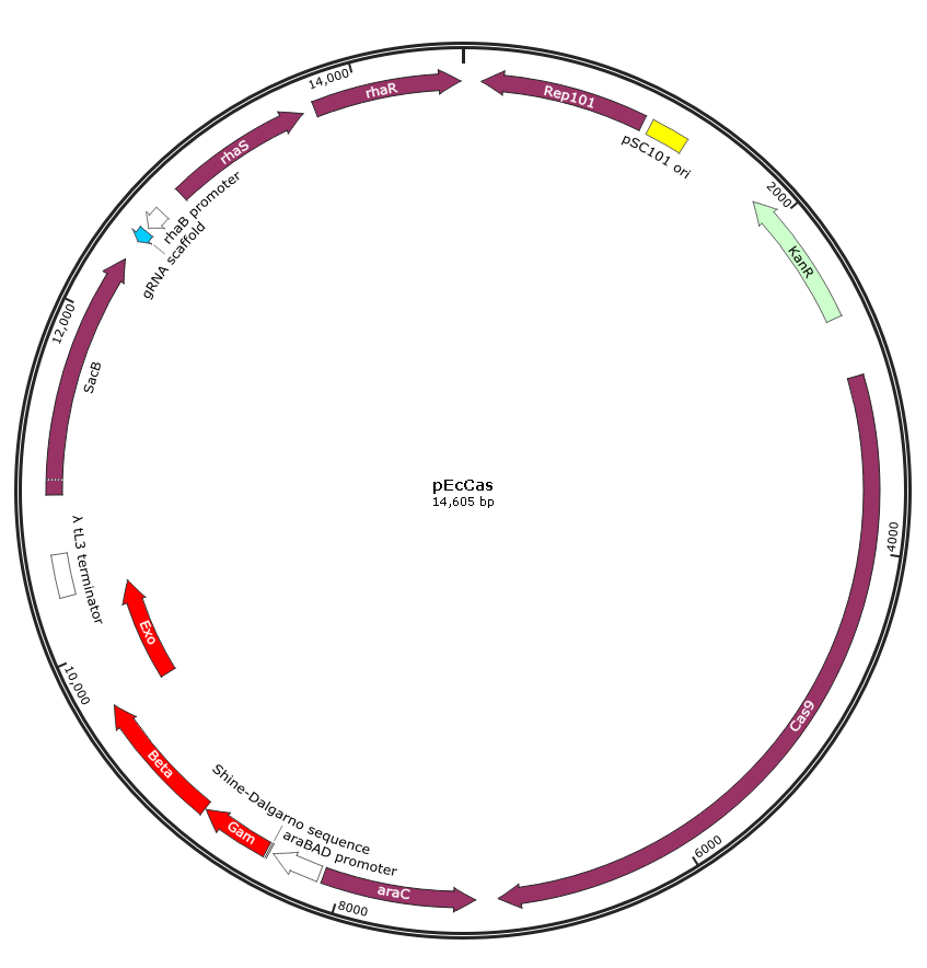 pEcCas pEcgRNA 大肠杆菌CRISPR基因编辑载体