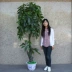 Cây mô phỏng cây tài lộc cây giả hoa giả trang trí phòng khách màu xanh cây xanh sàn nhà nhựa cây cảnh lụa hoa chậu cây - Hoa nhân tạo / Cây / Trái cây