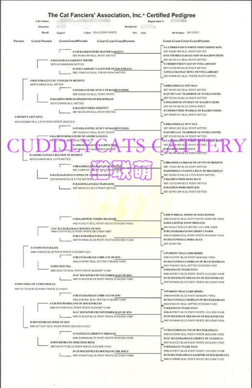 On behalf of CFA 5th generation certificate 5th generation pedigree map query cat 5th generation ancestor pedigree