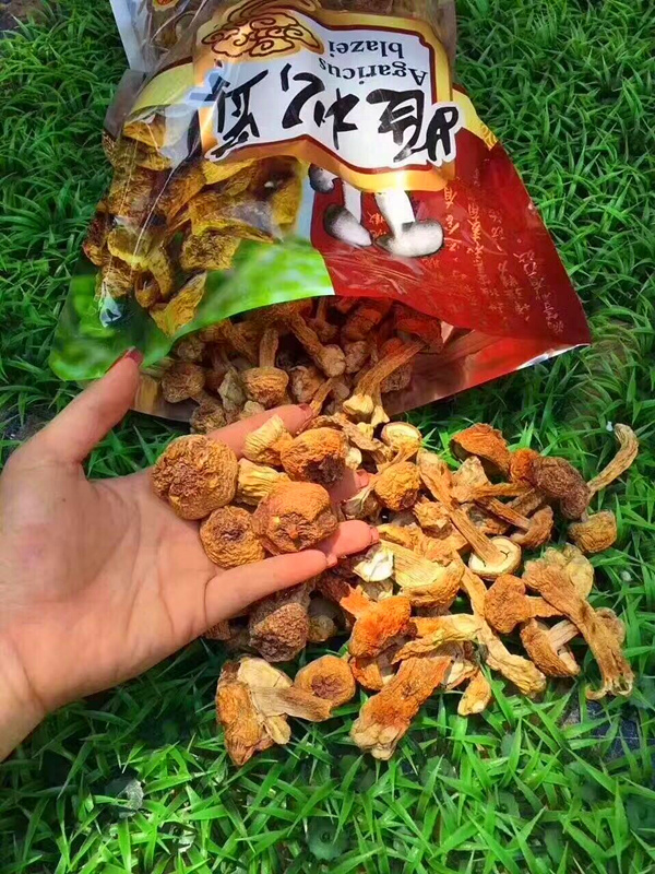 Ji Pine Furry dried goods pine mushrooms Yunnan pine and furry selected products Mushroom Pot Soup Nourishing nourishing nourishing 500g bags