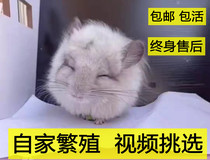 Dragon cat cub live Things Long Stuffed Dragon Cat Living Silver Spotted Grey Purple Grey Beige Pink White Paparazzi Doll Vaccine Cage