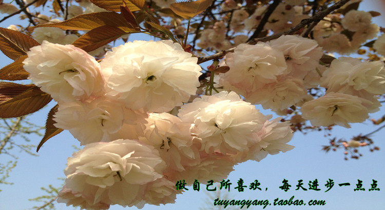 Pantalon pyjama - Ref 718270 Image 6