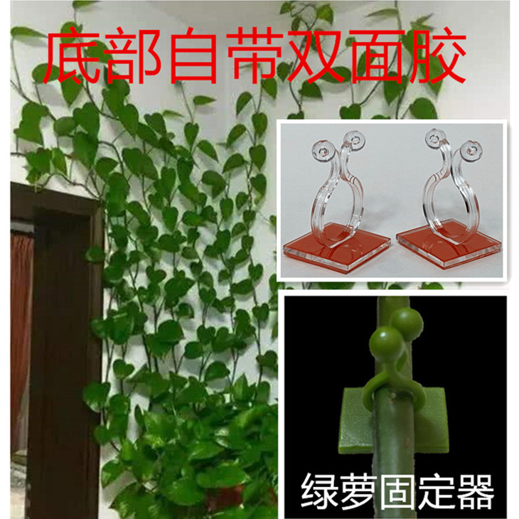 Gold Ge Fixer Green Plant Vine Climbing Wall Plant Vine fixed thever Climbing Sticky-type double-sided adhesive wall clip