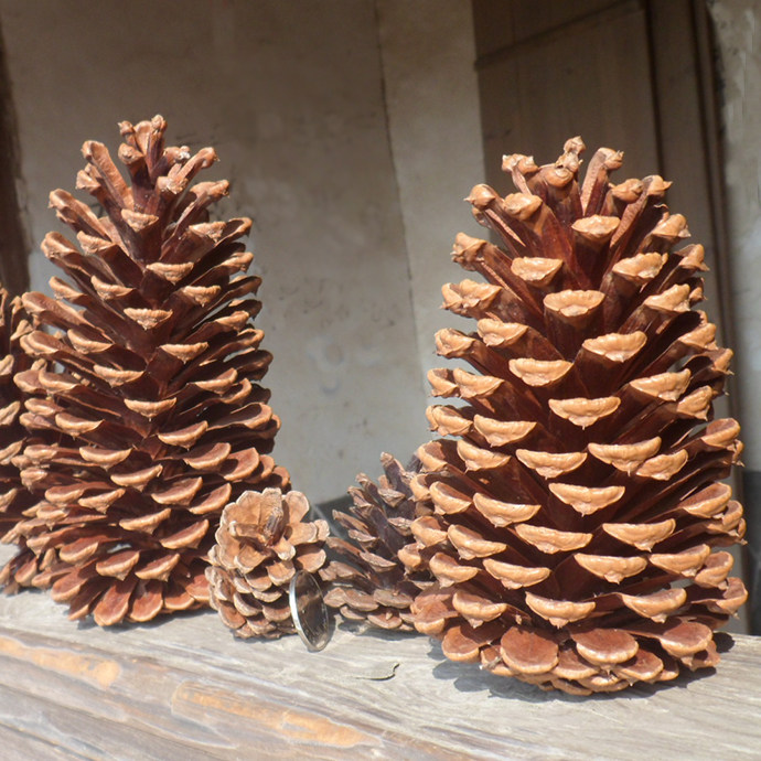 Home-picked natural pine nuts, big pine cones, dried flowers, retro natural props, dried flowers, dried twigs