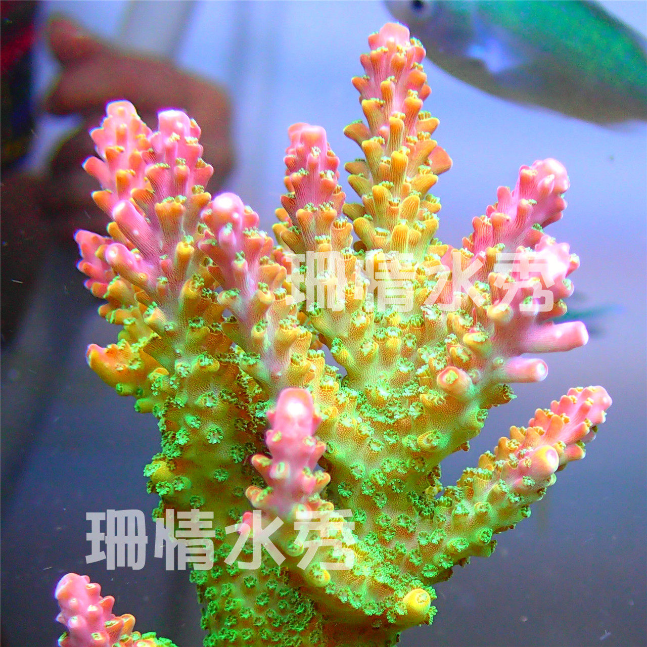 Y2966 特大55㎝ アップル珊瑚 イソバナ珊瑚 原木 Y2966 特大55㎝ アップル珊瑚 イソバナ珊瑚 原木