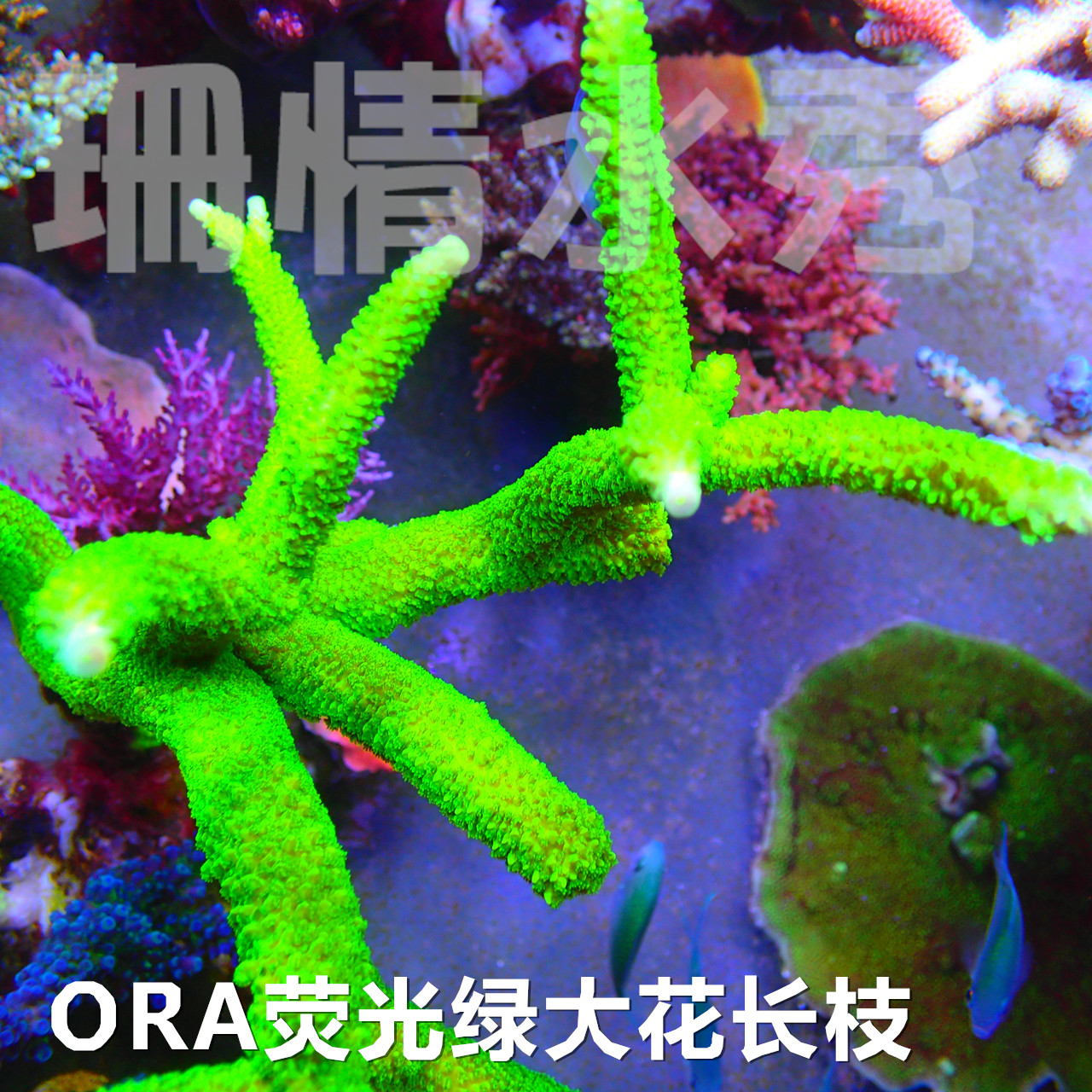 将来さん樣專用珊瑚 新手必入！顺丰速递ORA荧光绿大花绿长枝SPS活体硬骨珊瑚，海水缸