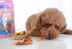 Yihe Pet Snacks Cheese Salmon Chicken Sauce, Cow, Duck, French Fries, Chicken, Duck, Chest, Whirlwind, Dog Snacks - Đồ ăn vặt cho chó thức ăn bổ máu cho chó Đồ ăn vặt cho chó