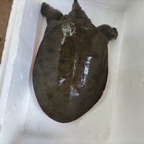 Unavailable fresh food big turtle live nourishing Chinese soft turtle fry fish fish repertoire King eight small turtle fish farming