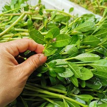 Water peanut revolutionary grass hollowflower plant water purification water quality rice field eel aquaculture