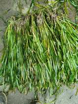 African four-season green short-leaf small bitter grass Evergreen Short-leaf cold-resistant dwarf bitter grass seedling shrimp and crab special water plant