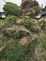 Elex algae crayfish breeding special aquatic plants eat undefeated fresh purification environmental protection gardening fish tank fish shrimp and crab fresh water