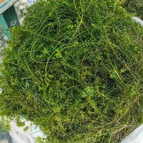 Black algae Bud seedling machine cutting water grass grass temperature resistant freshwater lantern bubble crayfish crab culture