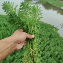 Pink green foxtail algae breeding crayfish crab hydroponic plant fish pond real water grass freshwater landscape seeds soilless green plant