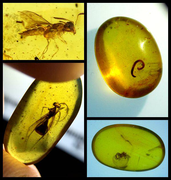 Natural amber Myanmar Insect Perper Plant Perper Natural water gall amber Insect Perper Characteristic Perper Amber rough fidelity