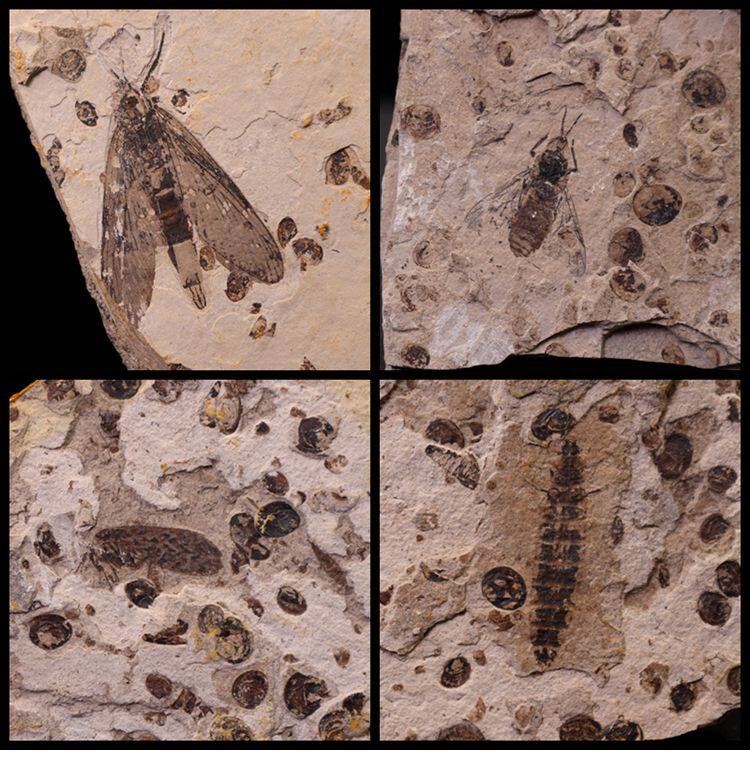 Natural Inner Mongolia Daohugou Jurassic Cretaceous Paleontological fossils Insect fossils Science teaching specimens