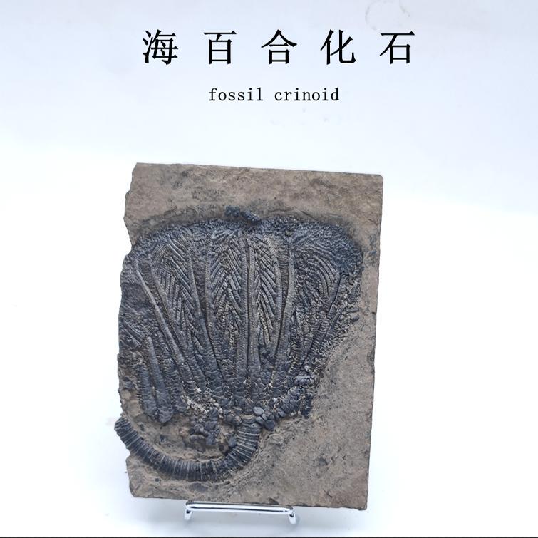Guizhou Triassic Natural Fossil Sea Lily Echinoderm Fossil Specimen Geological Science Teaching Display Piece Guizhou Triassic Natural Fossil Sea Lily Echinoderm Fossil Specimen Geological Science Teaching Display Piece
