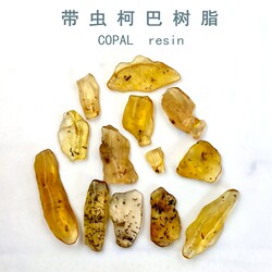 ຢາງ copal ທໍາມະຊາດກຸ່ມແກນວັດຖຸດິບແມງໄມ້ຟອດຊິວທໍານ້ໍາອໍາພັນ paleontological subfossil ຕົວຢ່າງຕົວຢ່າງການສອນວິທະຍາສາດທີ່ນິຍົມ