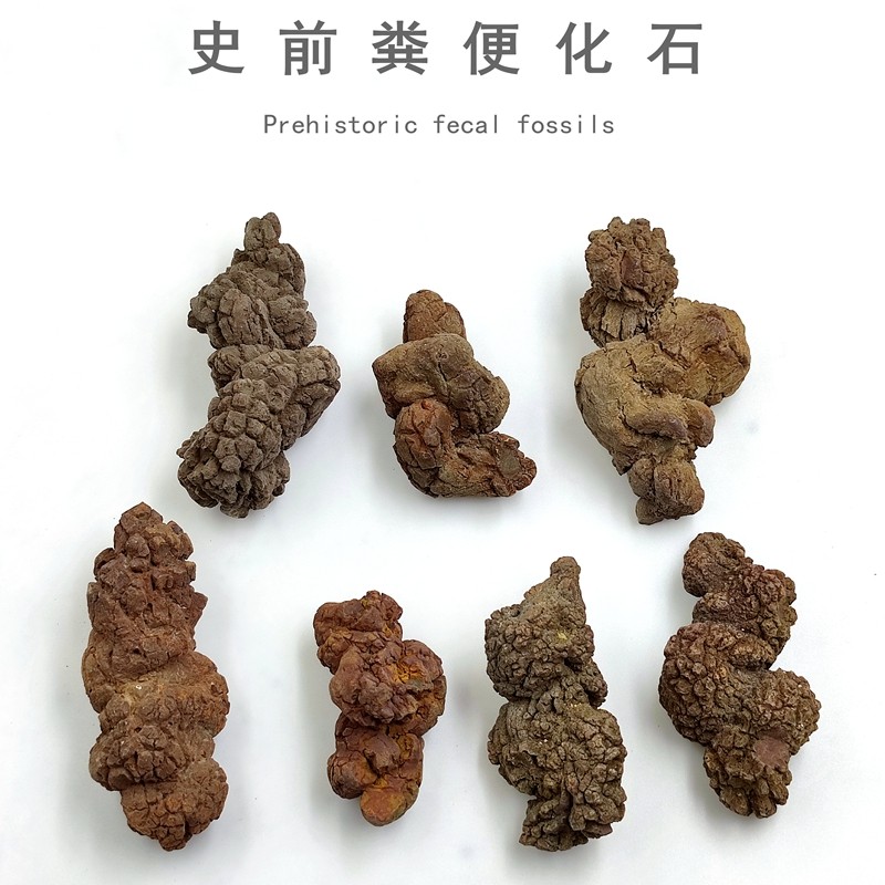 Liaoxi natural paleontology animal feces fossil raw stone ornamental strange stone decoration feces fossil specimen bare stone special