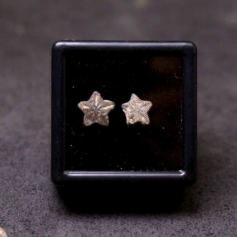 Moroccan star sea lily stem inulin fossil trilobite fossil marine life fossilized science specimen gift