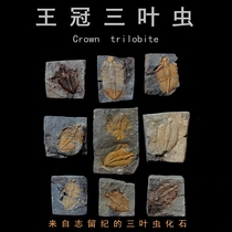 Natural trilobite fossil paleontological animal fossil original stone crown insect popular science teaching specimen ornaments collection