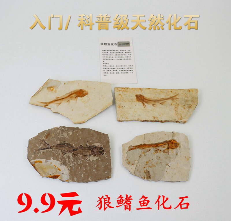 Special Price Liaosierewolf Fin Fish Fossil Trilobate Fossil Plant Fossil Insect Chemical Specimen Kop Teaching Specimen