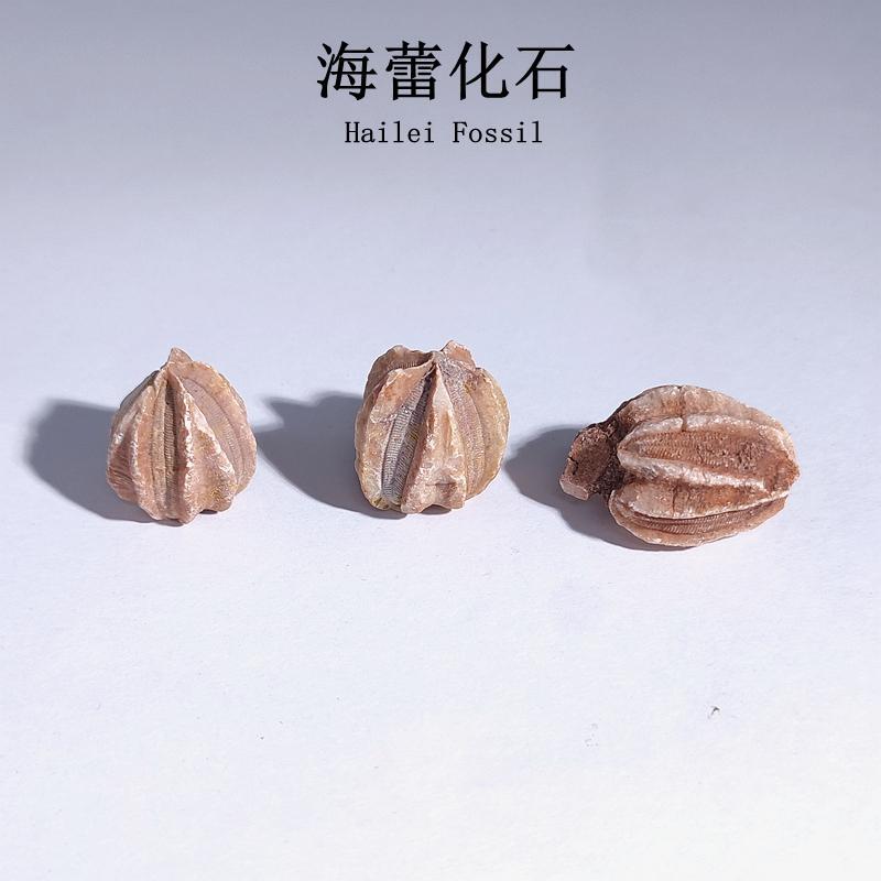 Indonesian East Timor Sea Echinoderm Fossil Natural Geological Science Teaching Specimen Collection Display Piece