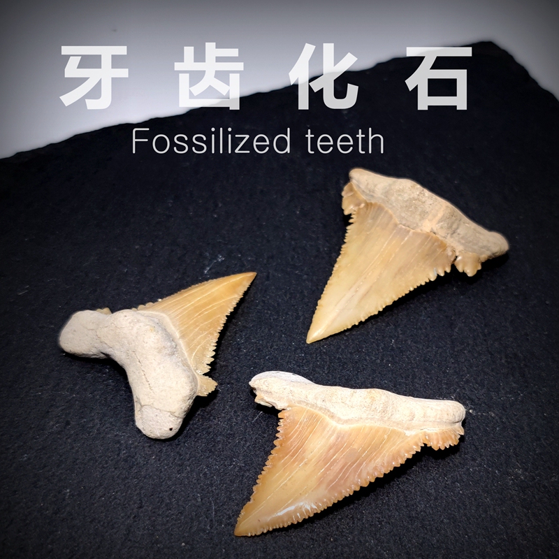 Sawtooth Shark Tooth Fossil, Ancient White Shark from the East, Natural Paleontological Fossil, Raw Stone, Geological Science Teaching Specimen