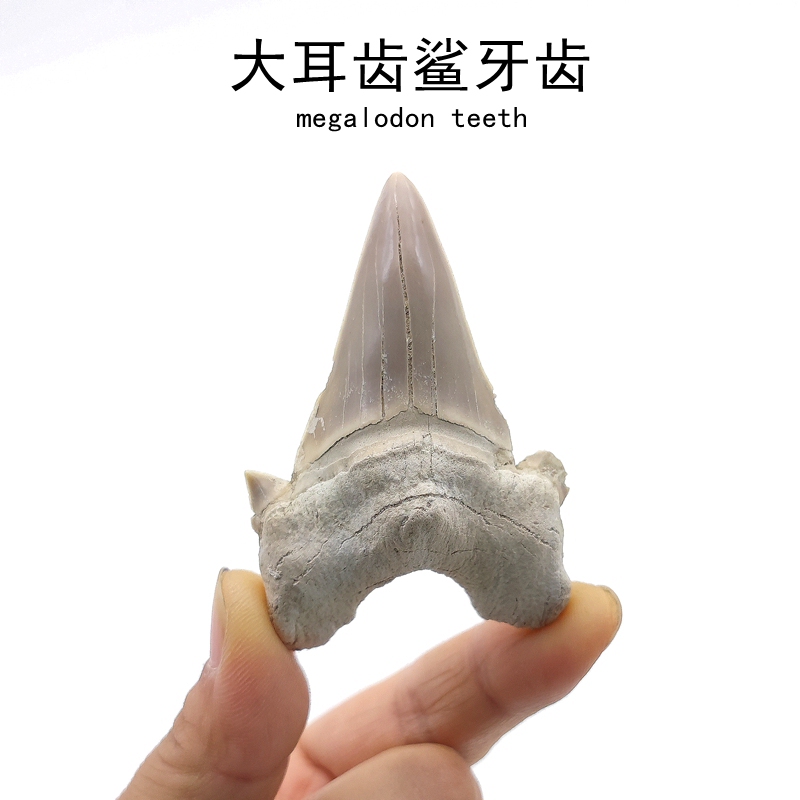 Megalodon Ear Tooth Shark Tooth Natural Fossil Raw Stone Specimen Moroccan Marine Paleontology Ornament