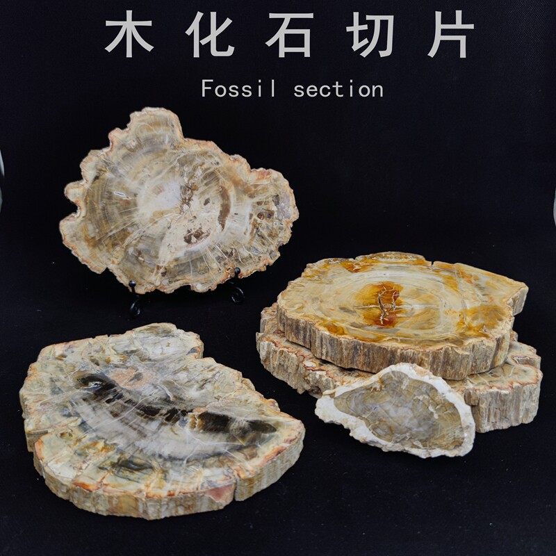 Pure natural tree fossil slice tree fossil tree jade silicified wood paleontological rough ornament coaster popular science teaching specimen